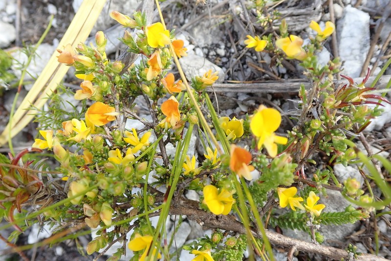 Aspalathus abietina photo 3