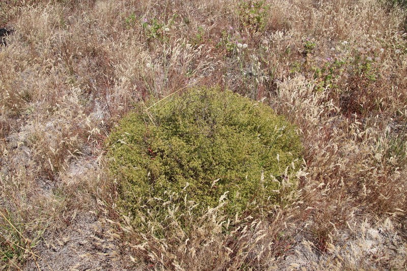 Aspalathus abietina photo 6