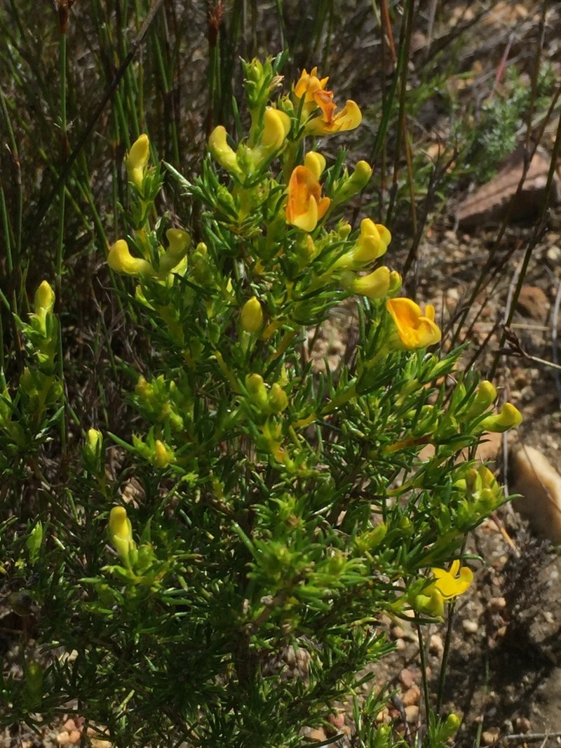 Aspalathus abietina photo 8