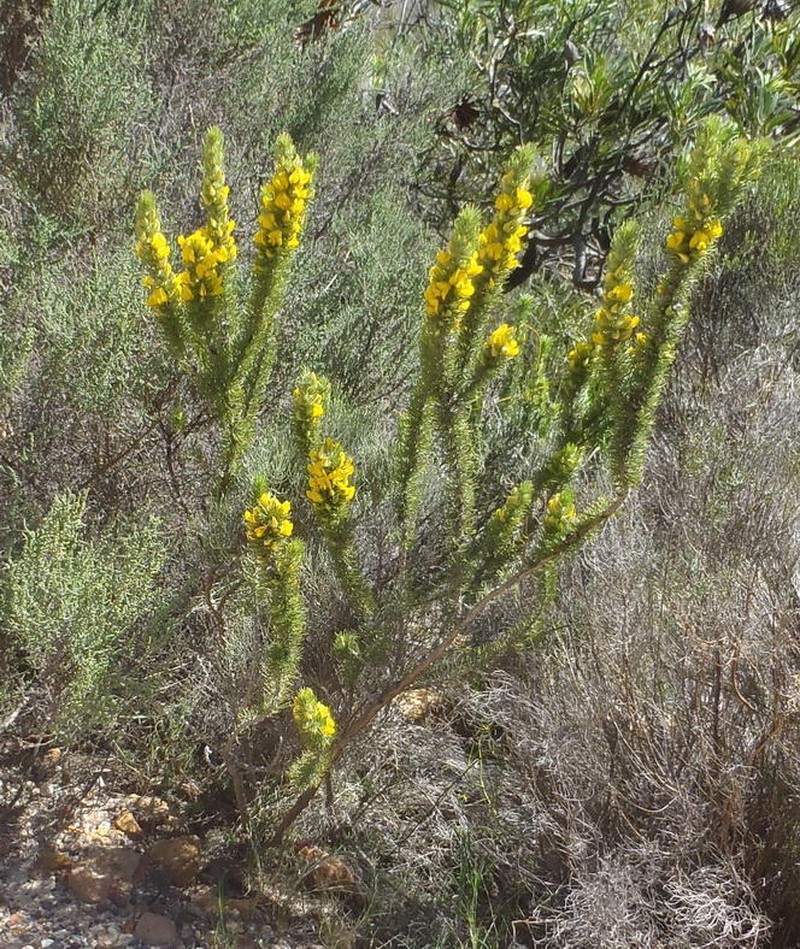 Aspalathus acanthes