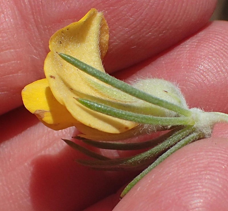 Aspalathus acanthes photo 2