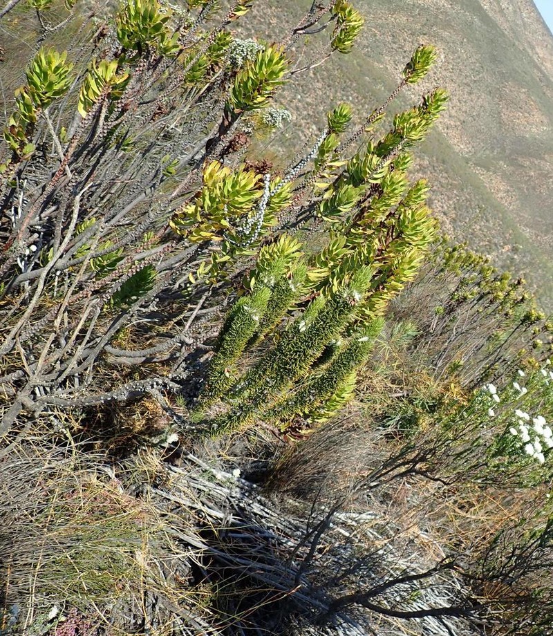 Aspalathus acanthes photo 3