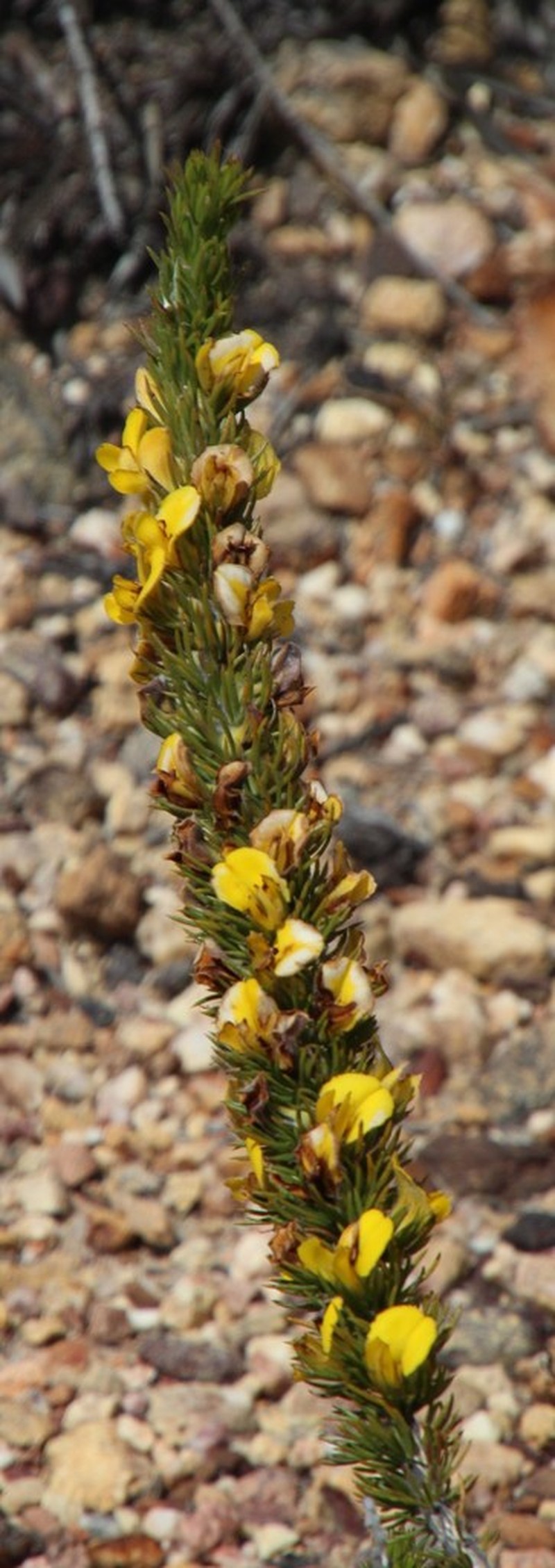 Aspalathus acanthes photo 4