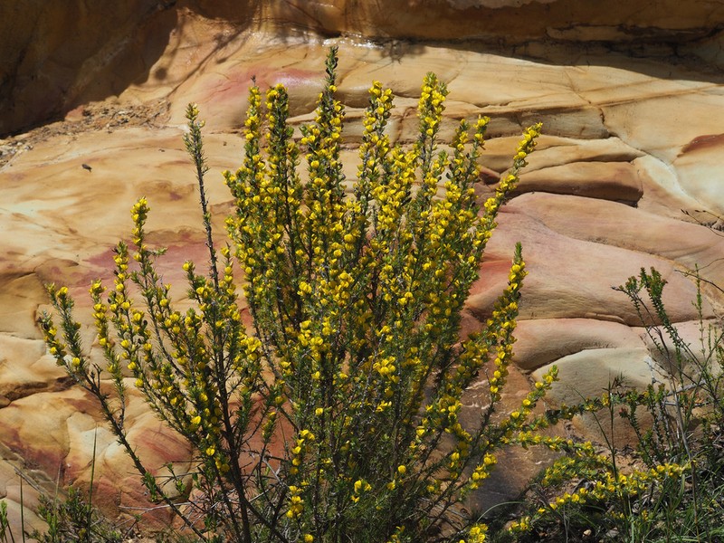 Aspalathus acanthes photo 5
