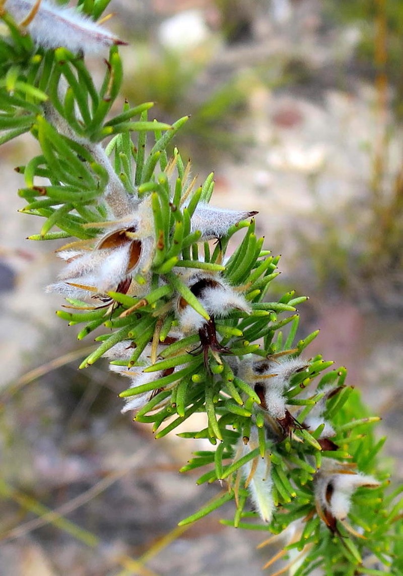 Aspalathus acanthes photo 6