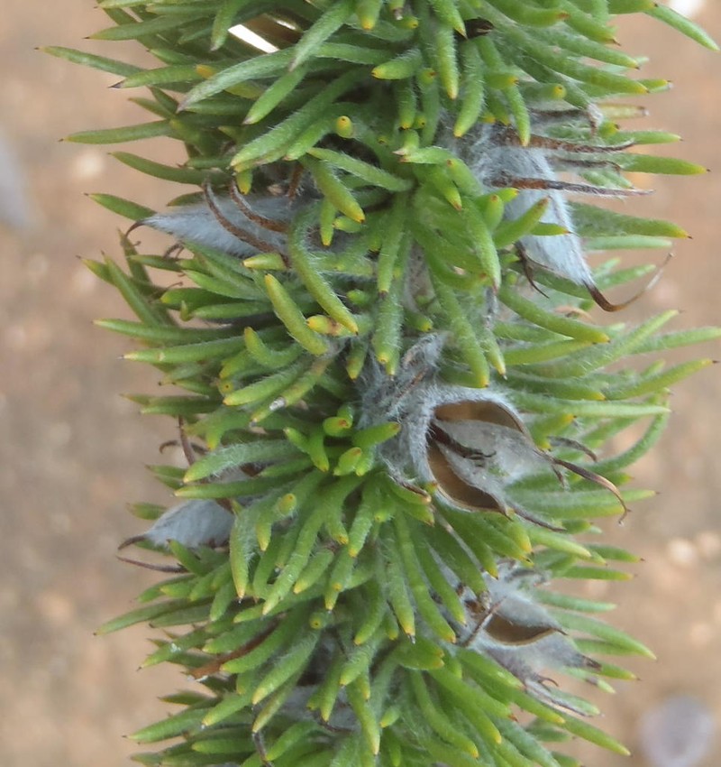 Aspalathus acanthes photo 8