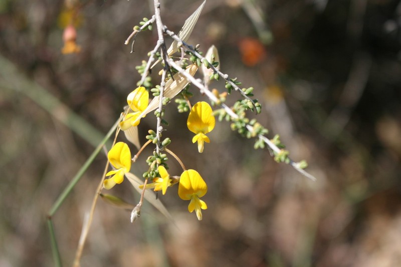 Aspalathus acanthoclada