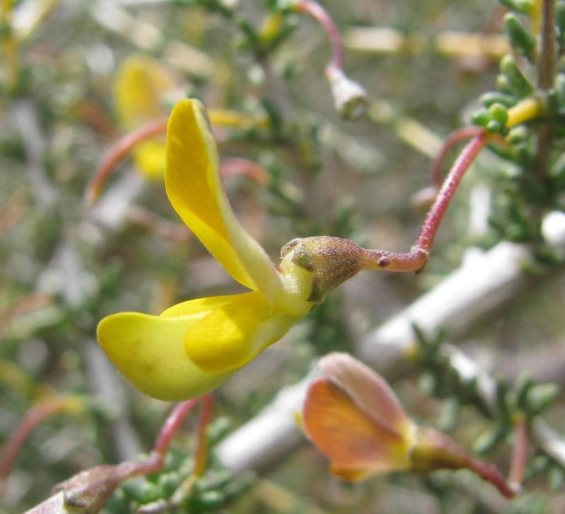 Aspalathus acanthoclada photo 2
