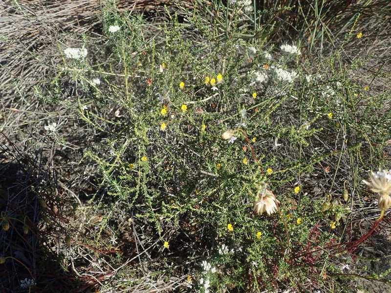 Aspalathus acanthoclada photo 3