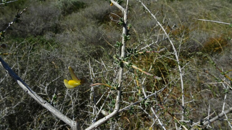 Aspalathus acanthoclada photo 5