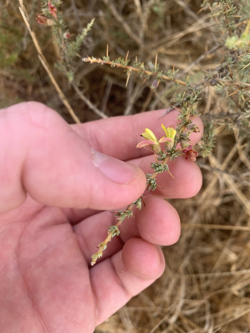 Aspalathus acanthophylla photo 2