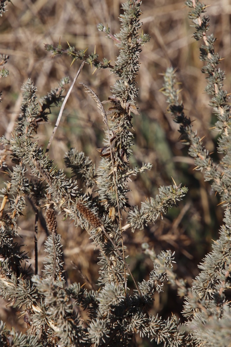 Aspalathus acanthophylla photo 3