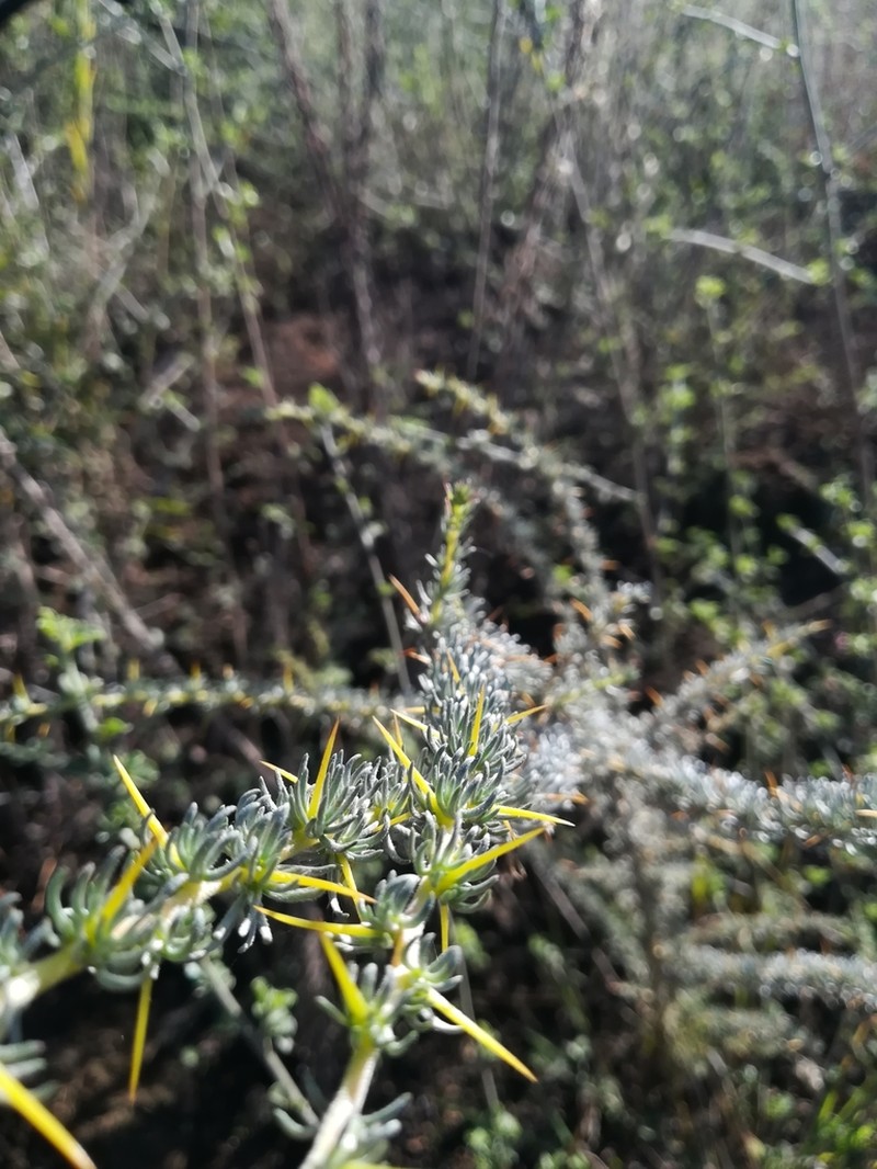 Aspalathus acanthophylla photo 4