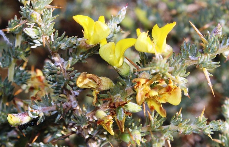 Aspalathus acanthophylla photo 5