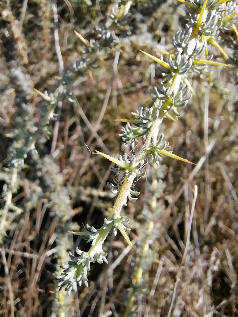 Aspalathus acanthophylla photo 6