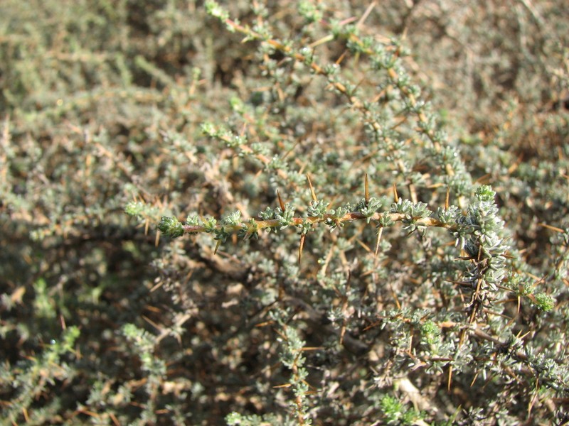 Aspalathus acanthophylla photo 7