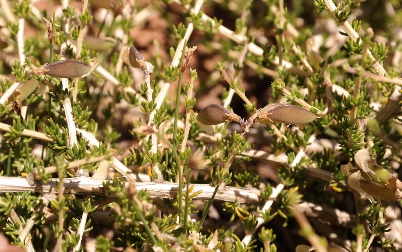 Aspalathus acicularis