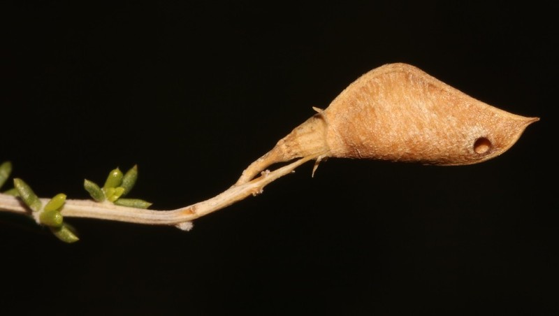 Aspalathus acicularis photo 3