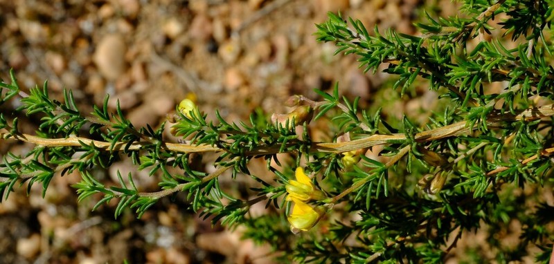 Aspalathus acicularis photo 4