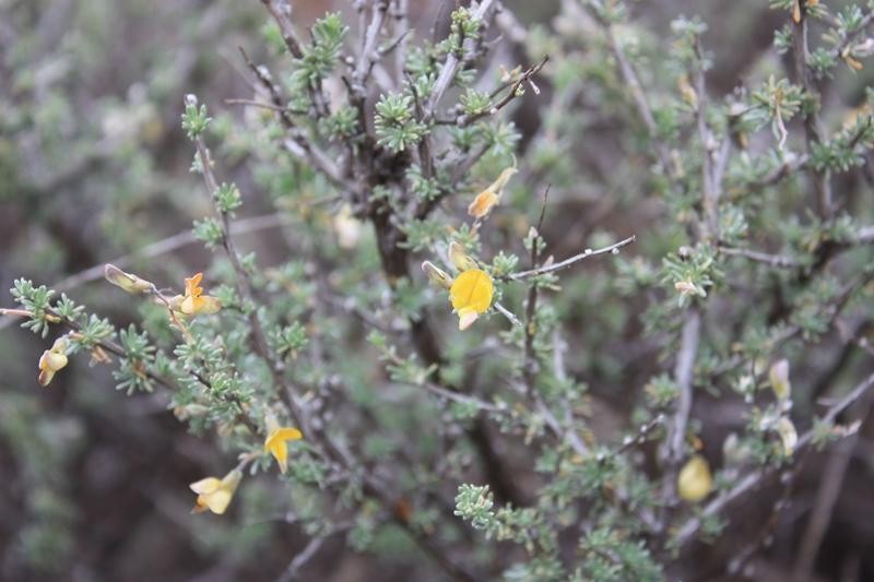 Aspalathus acicularis photo 5