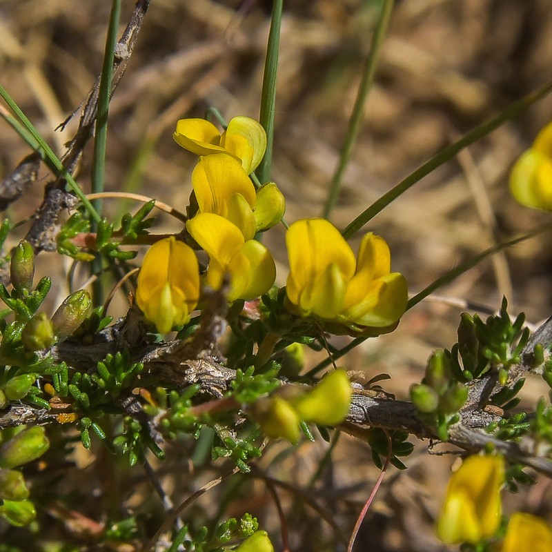Aspalathus acicularis photo 6