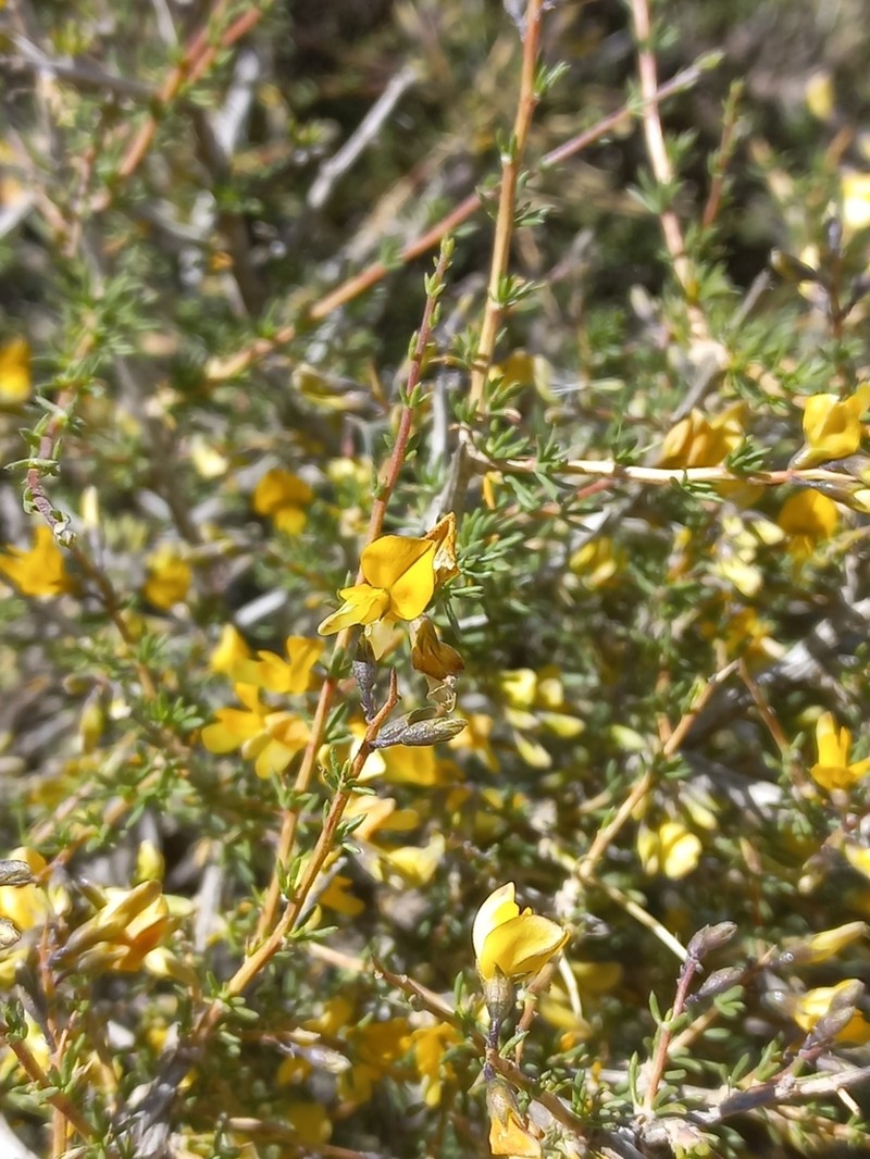 Aspalathus acicularis photo 8