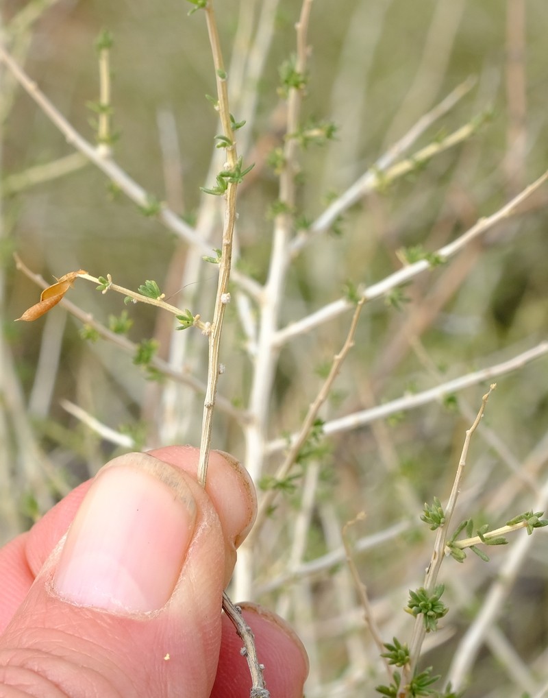 Aspalathus acicularis subsp. acicularis