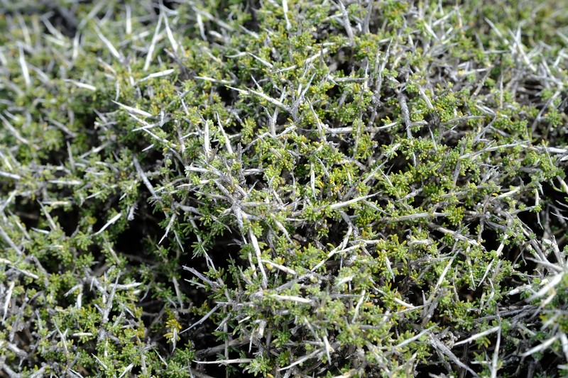 Aspalathus acicularis subsp. acicularis photo 2