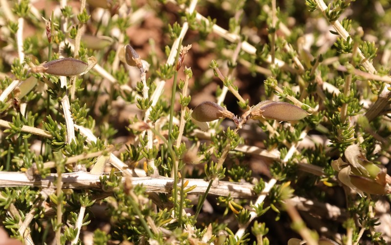 Aspalathus acicularis subsp. acicularis photo 4