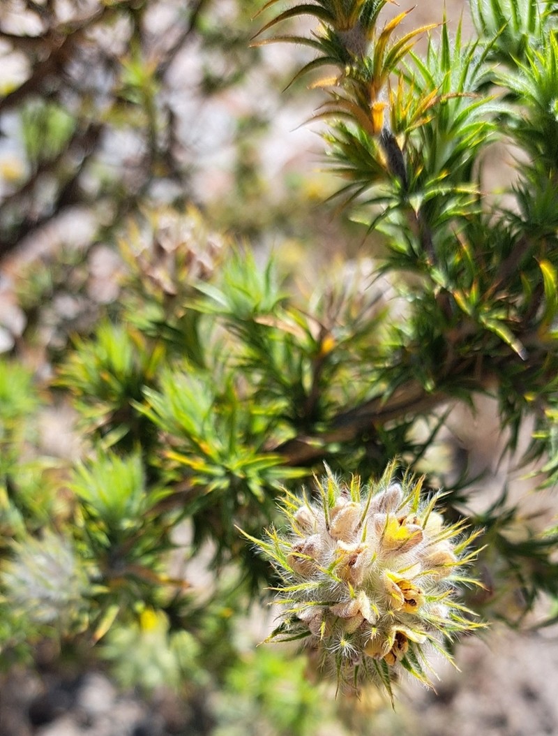 Aspalathus acidota
