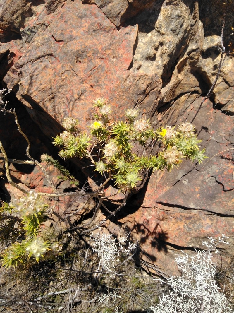 Aspalathus acidota photo 3