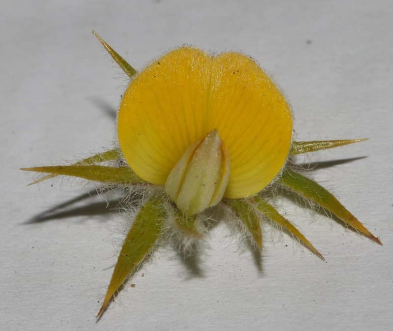 Aspalathus acidota photo 4