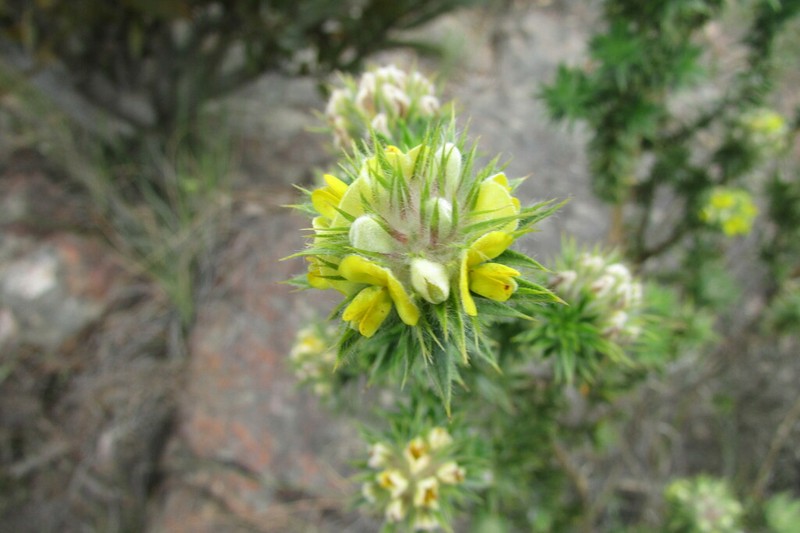 Aspalathus acidota photo 5
