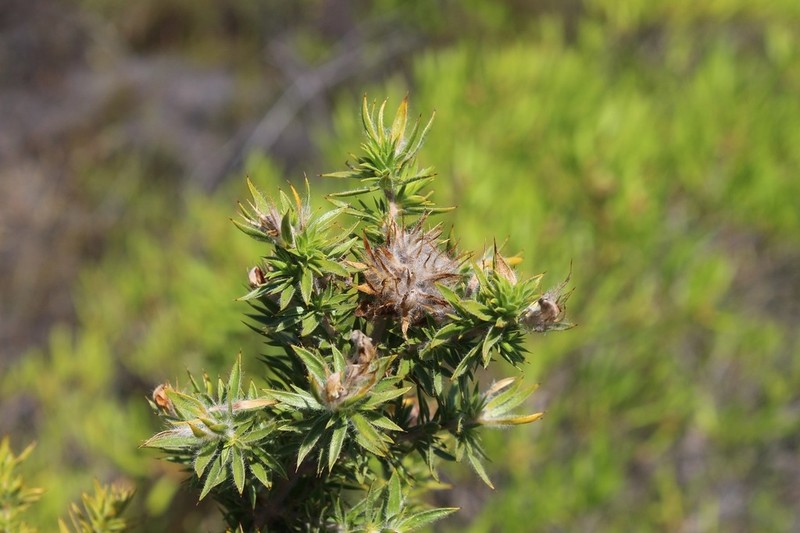 Aspalathus acidota photo 7