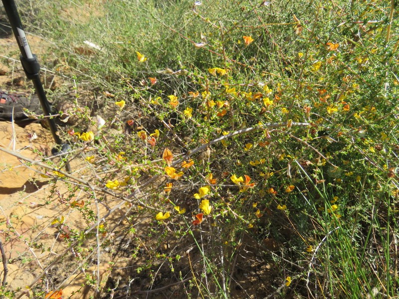 Aspalathus acifera