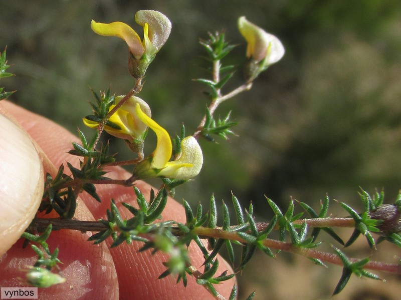Aspalathus acifera photo 3