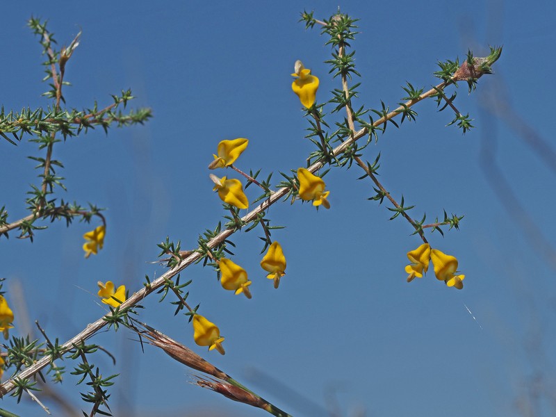 Aspalathus acifera photo 5