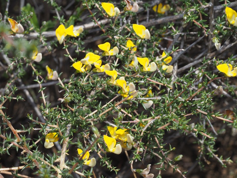 Aspalathus acifera photo 6