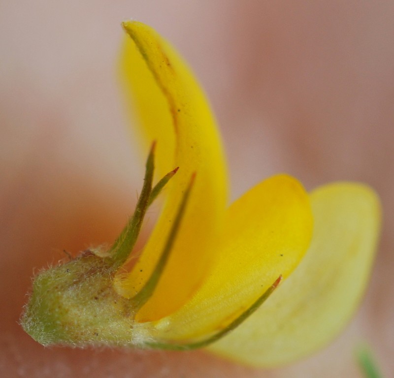 Aspalathus aciloba