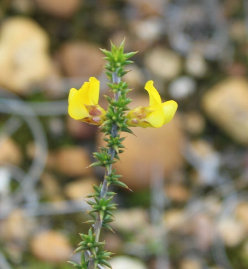 Aspalathus aciphylla