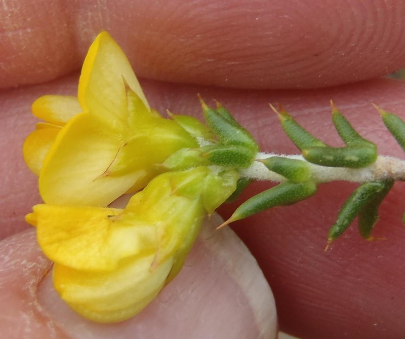 Aspalathus aciphylla photo 2