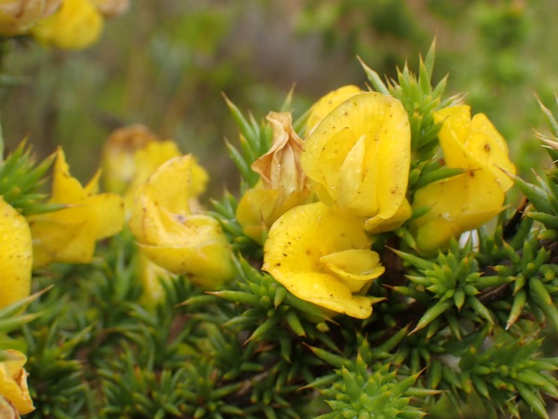 Aspalathus aciphylla photo 3