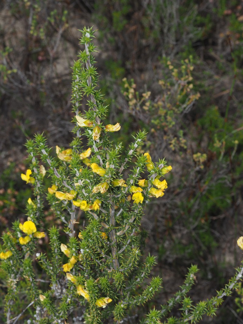 Aspalathus aciphylla photo 4