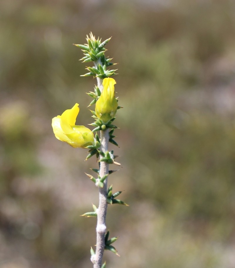 Aspalathus aciphylla photo 5