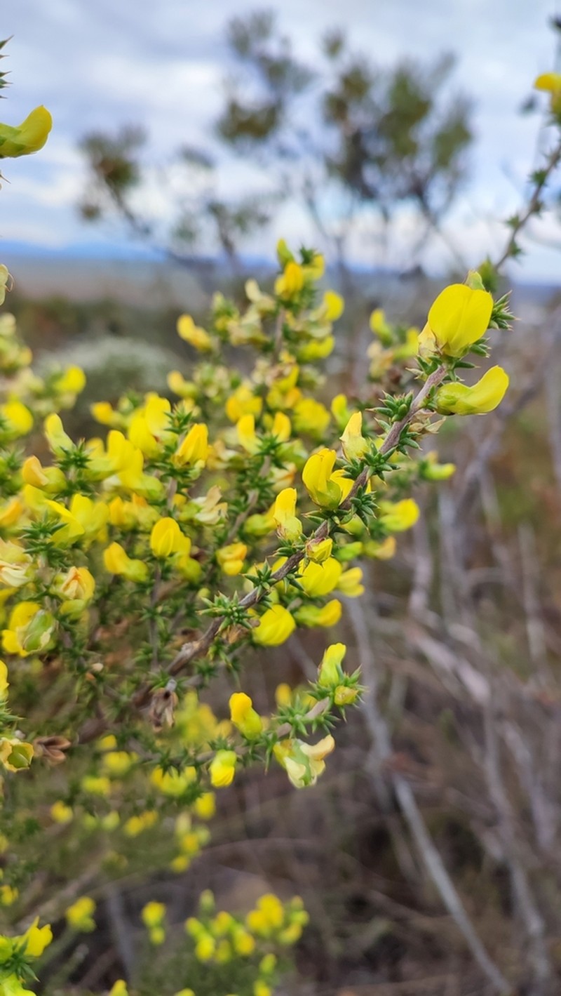 Aspalathus aciphylla photo 6