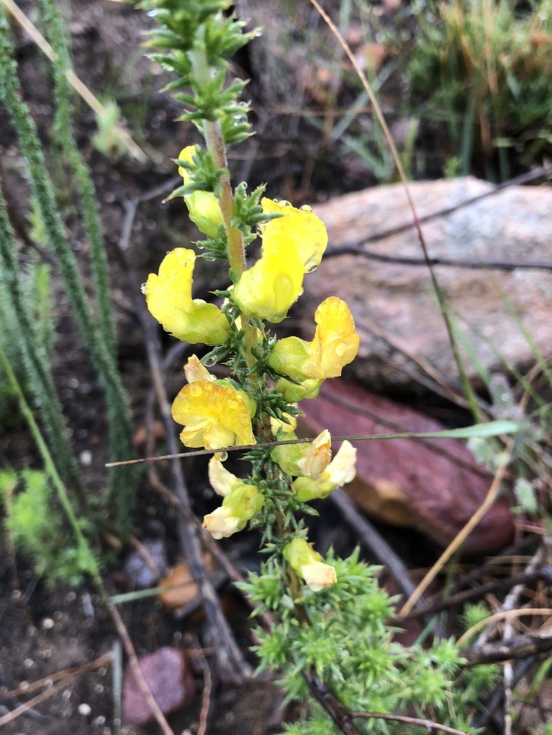 Aspalathus aciphylla photo 7