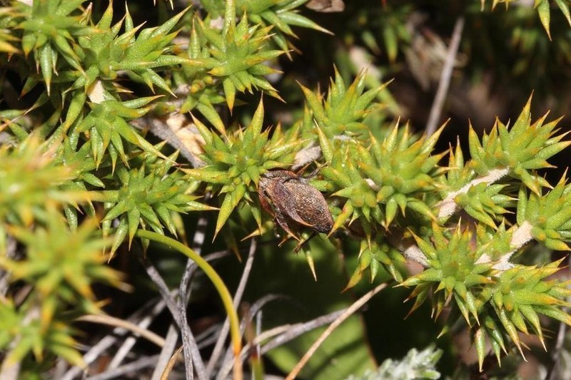 Aspalathus aciphylla photo 8
