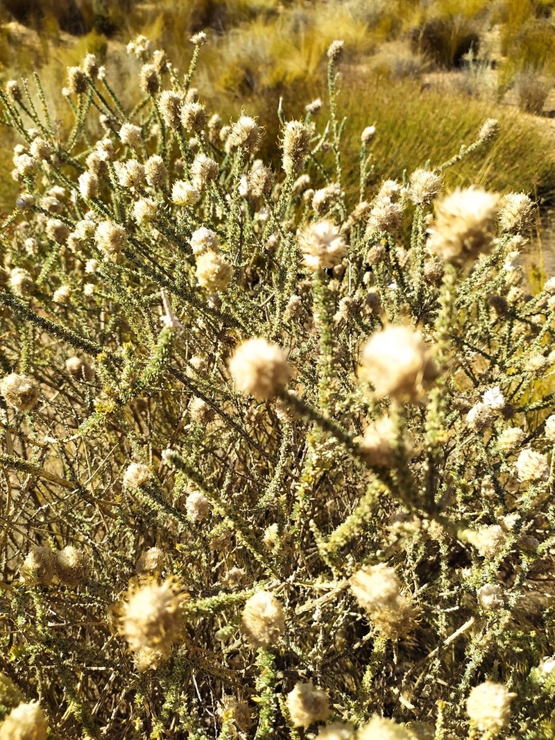 Aspalathus acocksii photo 3