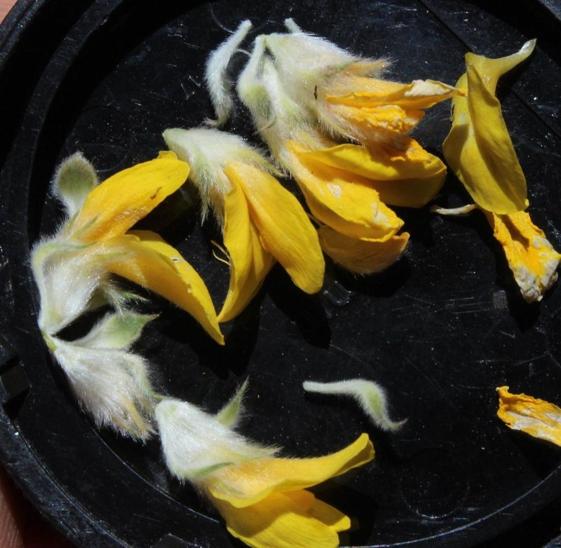 Aspalathus acocksii photo 8