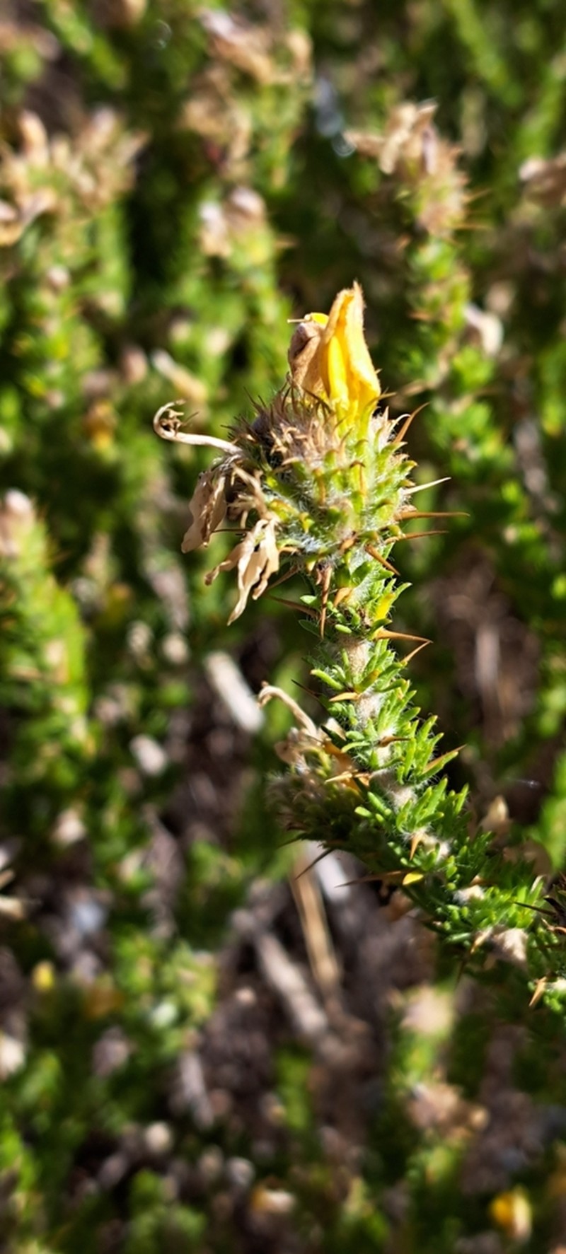 Aspalathus aculeata